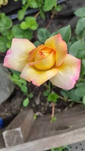 1000149161.thumb.jpg.ea2daa7a15172af3214ebe4578ec907e.jpg
