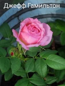 IMG_20240704_171857~2.jpg