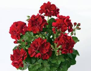 1322380533_SunflairDarkRed(Ruben).thumb.jpg.baba09e4a4aedb1a34db8cb2678f986c.jpg