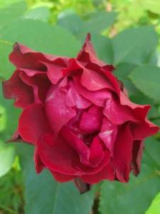 1339071112_2.thumb.jpg.cfc56e7a4025b86ab684002bd5add031.jpg