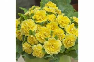1719144536_BelarinaRosetteButtercupYellow.thumb.jpg.8437edf9a46770690b8bdcbd3a8c4ec0.jpg