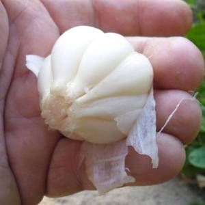 18.thumb.JPG.094f6bcb0f3835920434100ddd5d2e44.JPG