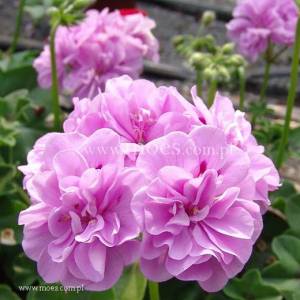 1903932802_MedioLavender(Teske).thumb.jpg.eadcc7a28ea5f4ba1f48f17a27307609.jpg