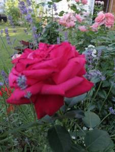 8ce587f8-b15a-43a9-9737-9e15ed5b4f8e.jpg