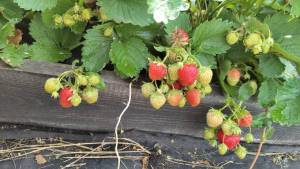 IMG-20240630-WA0011.thumb.jpeg.ab7608f42a35b5b35663dbecb7948816.jpeg