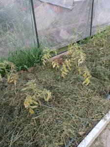 IMG-20240701-WA0023.jpg