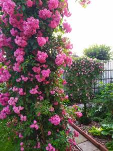 IMG-20240702-WA0000.thumb.jpg.85f49073d22190ad6c62589ec3ddf9e5.jpg