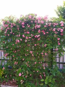 IMG-20240702-WA0004.thumb.jpg.3b6273ea7ceb7e01eaea654d5c7547a8.jpg