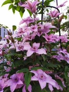 IMG-20240703-WA0001.thumb.jpg.a15214910e1db59e52b67a88a028a59c.jpg