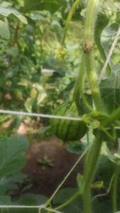 IMG-20240703-WA0010.jpeg