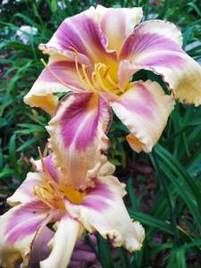 IMG-20240706-WA0001.thumb.jpg.a30887b96bdc338ef094ddef8b0f256d.jpg