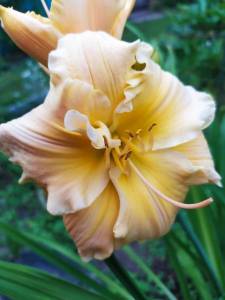IMG-20240706-WA0004.thumb.jpg.b44c294fdadbd456a66007e27049b8d0.jpg