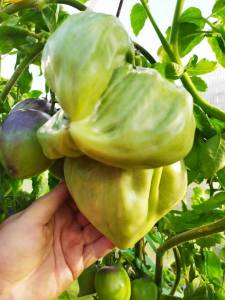 IMG-20240707-WA0000.thumb.jpg.435ecd06c3ba909cc234bd6f9e15e1b4.jpg