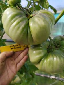 IMG-20240707-WA0003.thumb.jpg.da961d2f16a3fc7a845e83d8b36827be.jpg