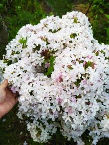 IMG-20240707-WA0006.thumb.jpg.d4cb3550ba20e104b31d73bf391ceda0.jpg