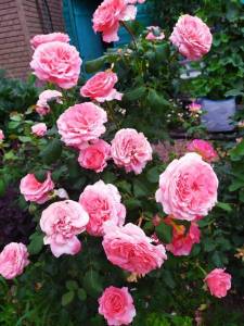 IMG-20240707-WA0008.thumb.jpg.8e1681dedd610655bec7bb20816679c7.jpg