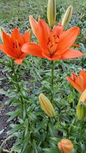 IMG-20240708-WA0007.thumb.jpeg.3b008c216689f53d319a5e2e3ad3fec3.jpeg
