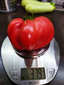 IMG-20240709-WA0002.thumb.jpg.bbafdb0f79901f7c166a37c44f6be1cc.jpg