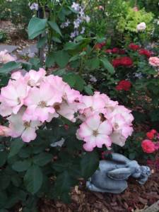 IMG-20240711-WA0001.thumb.jpg.44a46477c4fe84d23f7f23d864facf3a.jpg