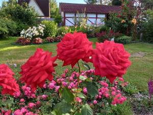 IMG-20240711-WA0088.thumb.jpg.b6c6a7984fa3221954894c32b4cef72b.jpg
