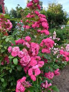 IMG-20240711-WA0095.thumb.jpg.a8b8f842f76ca0b09d7ec73bb8c3a492.jpg