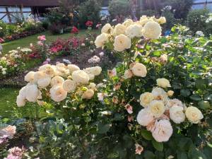 IMG-20240711-WA0113.thumb.jpg.dab463e8b96d0adfbdef908387849d90.jpg