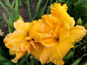 IMG20240708085410.thumb.jpg.d6021edb8251603f87d35a046cd127ac.jpg