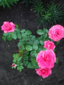 IMG20240709205317.jpg