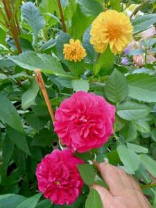 IMG20240710121114.jpg