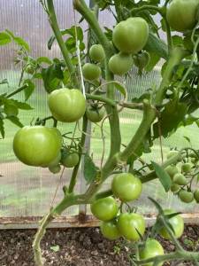 IMG_0043.jpeg