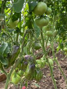 IMG_0047.jpeg