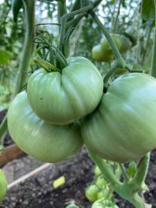 IMG_0056.jpeg