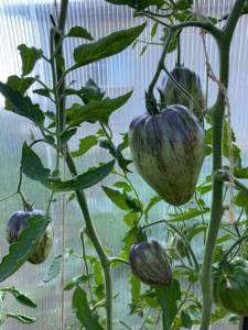 IMG_0062.jpeg