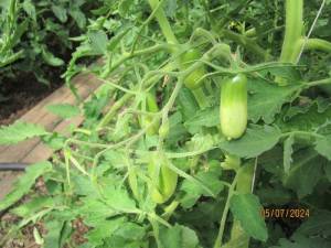 IMG_0442.thumb.JPG.bfcf3ac1a95dd75c894333674c0a9123.JPG