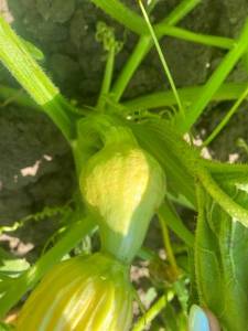 IMG_0707.thumb.jpeg.c557d73f22bfadc5f328b323ec2d2727.jpeg