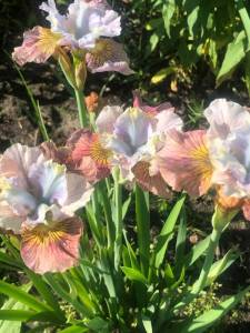 IMG_0810.jpeg