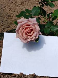 IMG_20240608_095144.jpg