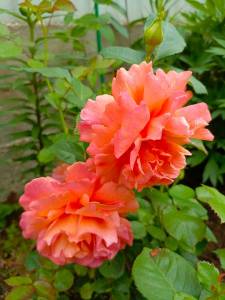 IMG_20240619_185615_533.jpg