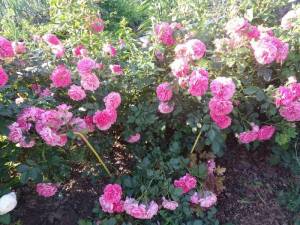 IMG_20240620_175820.jpg