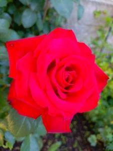 IMG_20240621_190947_776.jpg