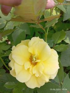 IMG_20240625_100413.jpg