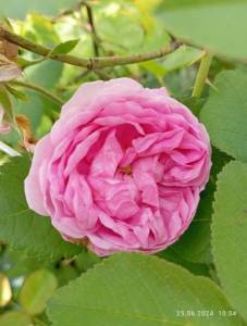 IMG_20240625_100424.jpg