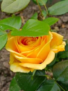 IMG_20240625_183046.jpg