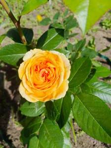 IMG_20240627_093524_202.jpg