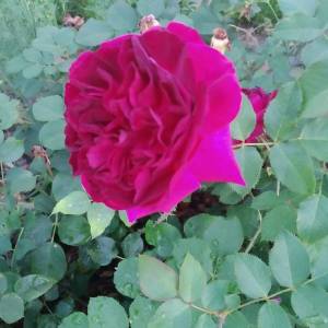 IMG_20240629_202913.jpg