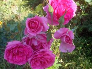 IMG_20240630_083031.thumb.jpg.294c4ccb9c94f8a7da7b124ae5fd7ddd.jpg