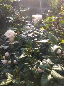 IMG_20240701_185224.thumb.jpg.98a08ca738a40f2763097cb3771adb6e.jpg