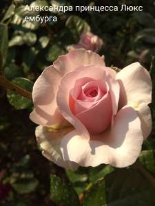 IMG_20240701_185418.jpg