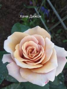 IMG_20240701_190126.thumb.jpg.5c96eec36364dca1779ea0bc18e14cc2.jpg