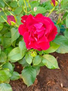 IMG_20240702_074742.jpg